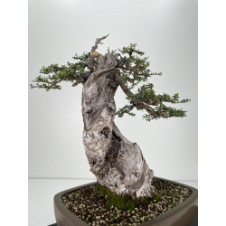 Olea europaea sylvestris I-6530 view 3
