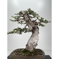 Olea europaea sylvestris I-6530 view 4