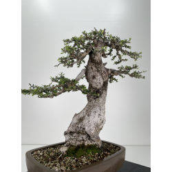 Olea europaea sylvestris I-6530 view 5