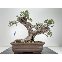 Olea europaea sylvestris -olivo acebuche- I-4932