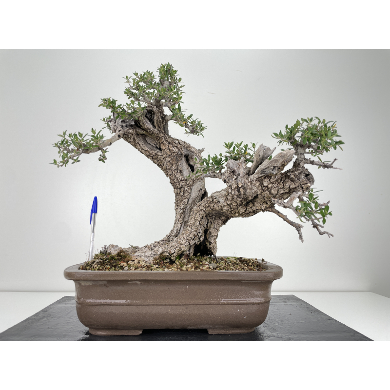 Olea europaea sylvestris -olivo acebuche- I-4932