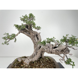 Olea europaea sylvestris -olivo acebuche- I-4932 vista 2
