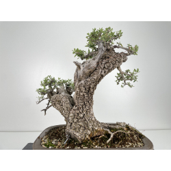 Olea europaea sylvestris -olivo acebuche- I-4932 vista 4
