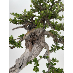 Olea europaea sylvestris -olivo acebuche- I-6531 vista 3