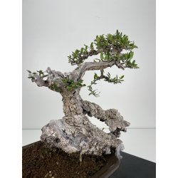 Olea europaea sylvestris -olivo acebuche- I-4918 vista 3