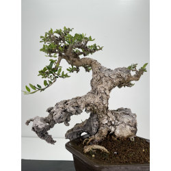Olea europaea sylvestris -olivo acebuche- I-4918 vista 4