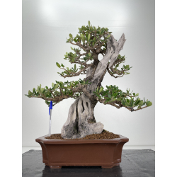 Olea europaea sylvestris I-6533