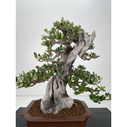 Olea europaea sylvestris I-6533 view 2