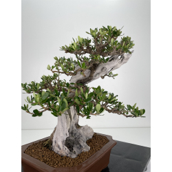 Olea europaea sylvestris I-6533 view 3