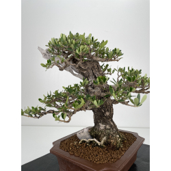 Olea europaea sylvestris I-6533 view 5