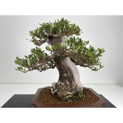 Olea europaea sylvestris I-6533 view 4