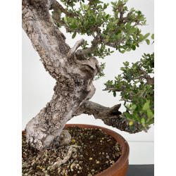 Olea europaea sylvestris I-6534 view 3