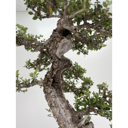 Olea europaea sylvestris I-6534 view 4