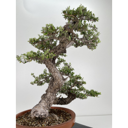 Olea europaea sylvestris I-6534 view 5