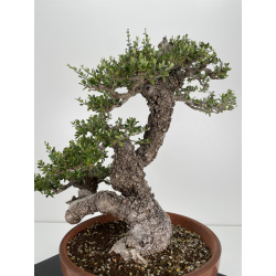 Olea europaea sylvestris I-6534 view 6
