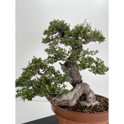 Olea europaea sylvestris I-6534 view 7