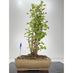 Ginkgo biloba I-6538
