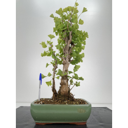 Ginkgo biloba I-6539
