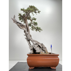 Olea europaea sylvestris I-6540