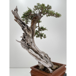 Olea europaea sylvestris I-6540 view 4