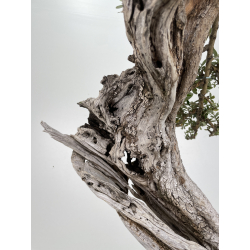 Olea europaea sylvestris I-6540 view 5