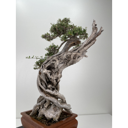 Olea europaea sylvestris I-6540 view 6