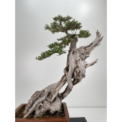 Olea europaea sylvestris I-6540 view 7