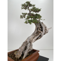 Olea europaea sylvestris I-6540 view 8