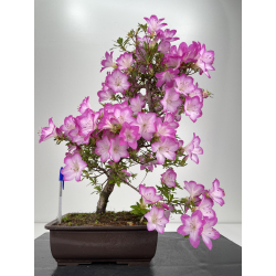 Azalea I-6541