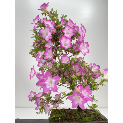 Azalea I-6541 view 3