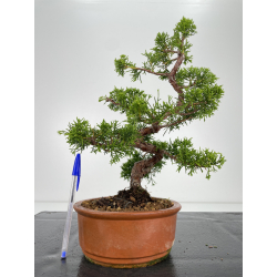 Juniperus chinensis itoigawa I-6542