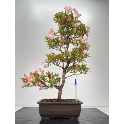 Azalea I-4849