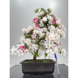 Azalea I-6544