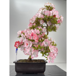 Azalea I-6545
