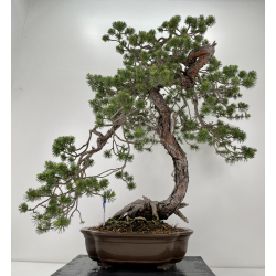 Pinus sylvestris (pino silvestre europeo) I-6551