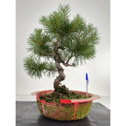 Pinus sylvestris -pino s. europeo-  I-6553