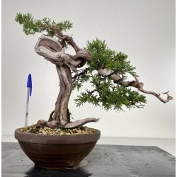 Juniperus sabina A00404
