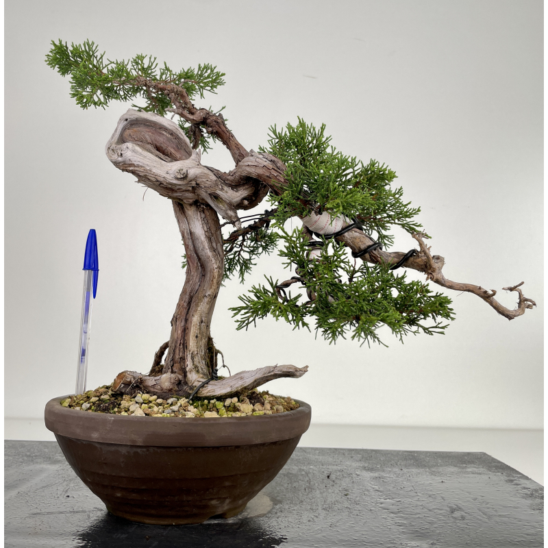 Juniperus sabina - sabina rastrera - A00404