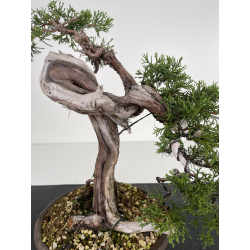 Juniperus sabina A00404 view 2
