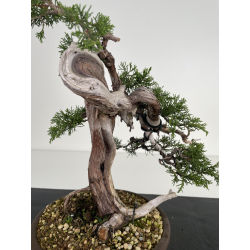 Juniperus sabina - sabina rastrera - A00404 vista 3