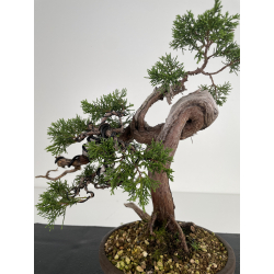 Juniperus sabina - sabina rastrera - A00404 vista 4