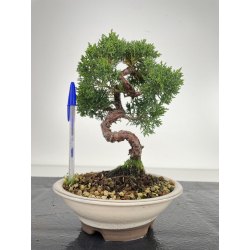 Juniperus chinensis kishu I-6554