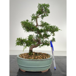 Juniperus chinensis itoigawa I-6556
