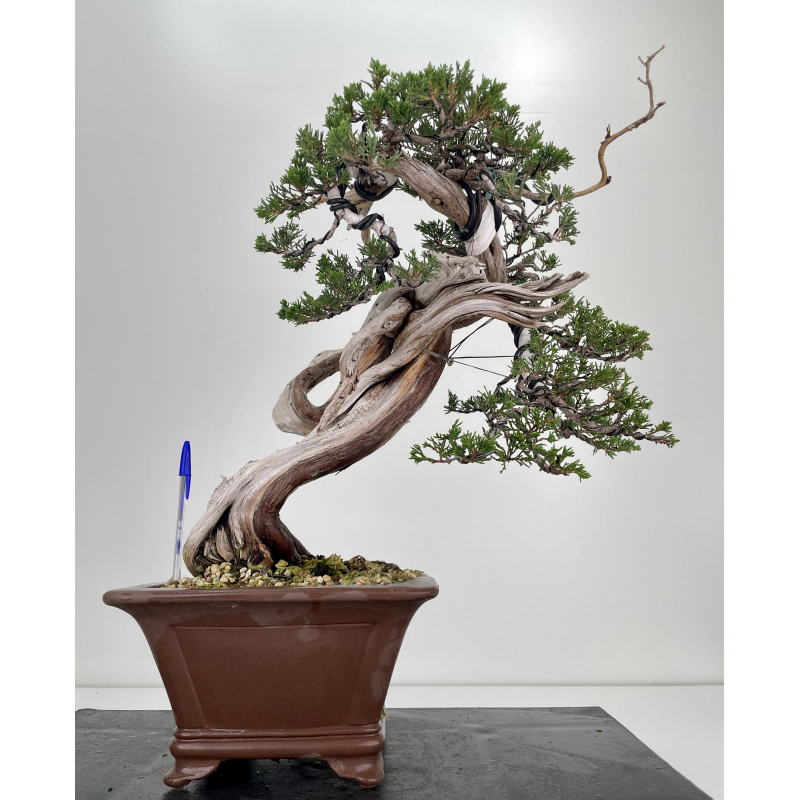 Juniperus sabina sabina rastrera bonsái A00694 Laos Garden