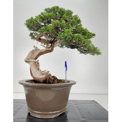 Juniperus sabina -sabina rastrera- A01614