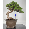 Juniperus sabina -sabina rastrera- A01614