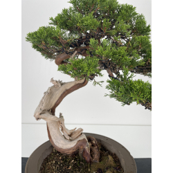 Juniperus sabina -sabina rastrera- A01614 vista 2