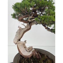 Juniperus sabina -sabina rastrera- A01614 vista 3