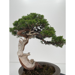 Juniperus sabina -sabina rastrera- A01614 vista 4