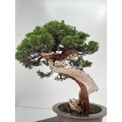Juniperus sabina -sabina rastrera- A01614 vista 5